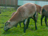 matti sibling photo